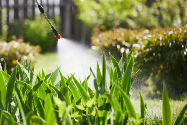 24/7 Emergency Termite Control experts in Bagdad, AZ